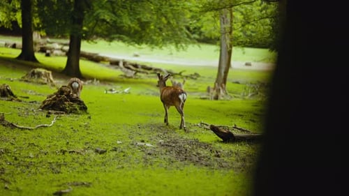 Deer Walking And Then Chasing Another In Forest Clearing