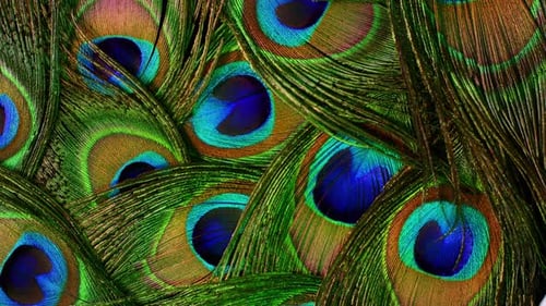 Very Beautiful Peacock Feathers. Natural Rotating Colorful Pattern. Macro Close-up View. . Can Be