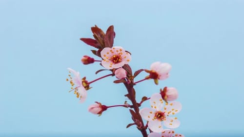 Pflaumenblüte auf Blau