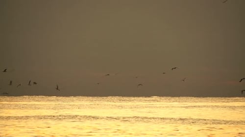 A Flock of Seagulls Fly and Fish in the Sea