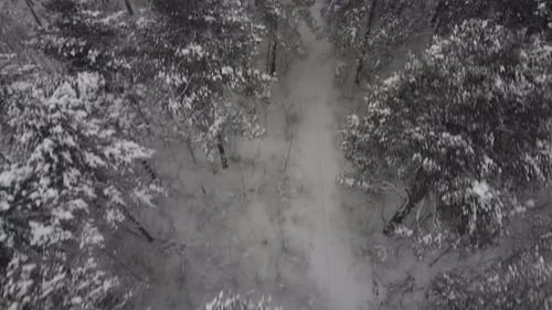 Fly over the forest in winter