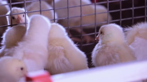 Lot of Chicks in Cage