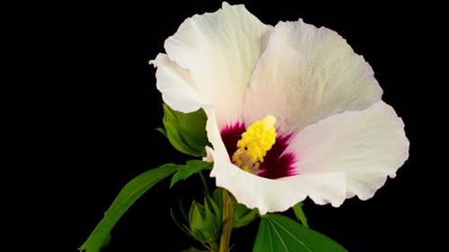 Blooming White Hibiscus Flower Time Lapse on Black