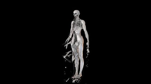 Human Muscular System Building on Skeleton Animation