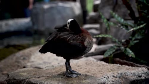 White-faced whistling duck with black neck and brown plumage preens in a park by the water's edge in
