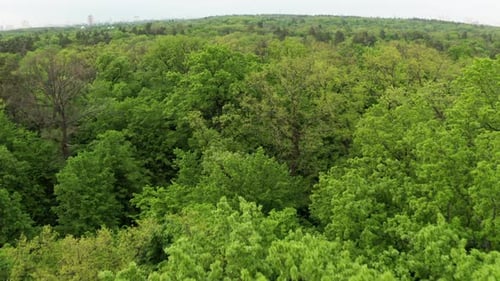 Forêt verte