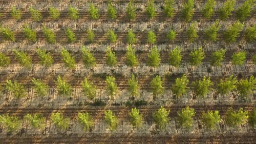 White Poplar Trees Field