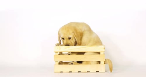 Gelber Labrador Retriever, Welpe spielt in einer Box auf weißem Hintergrund, Normandie, Zeitlupe 4K