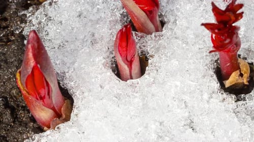 Red Flower Buds Emerging through Melting Snow
