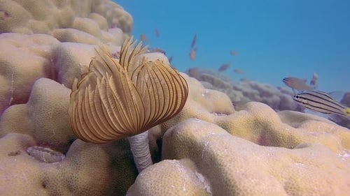 Tube Worm Soft Coral