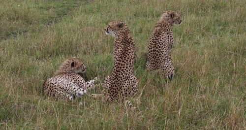 Gepard, Acinonyx Jubatus, Erwachsene auf Gras stehend, Masai Mara Park in Kenia, Echtzeit 4K