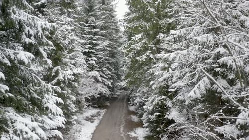 Aerial view of a frozen forest with snow covered trees at winter