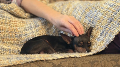 Gentle Hand Petting Small Dog on Couch