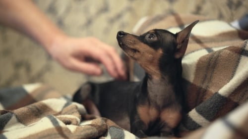 Woman Petting Small Pretty Dog