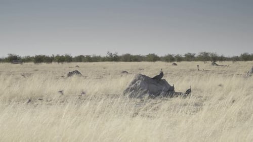 Helmeted Guineafowl Foraging on African Savannah