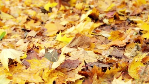 Autumn Leaves In The Park Scatters