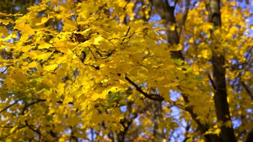 Beautiful Autumn Park.