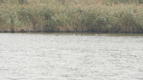 Ducks Resting In A Pond