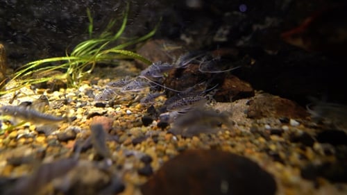 Pictus Catfish, (Pimelodus Pictus)