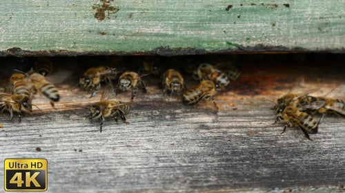 Honeybees Swarming Around Beehive in the Countryside