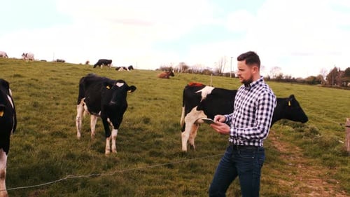 Man Uses Tablet with Cows Grazing