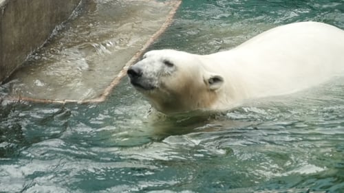 Eisbär schwimmt und taucht