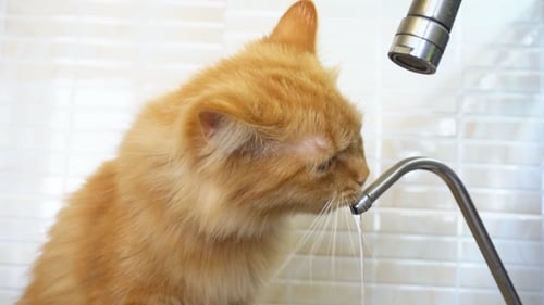 Orange Cat Drinks Water From a Faucet