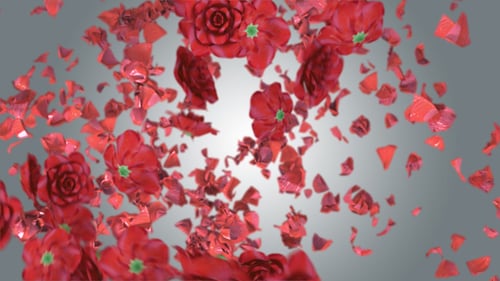 Rose und Blütenblatt