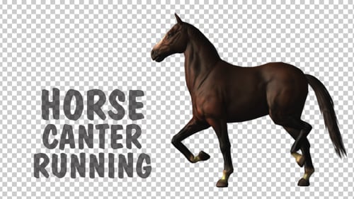 Horse Canter Loop