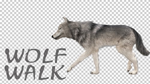 Realistic 3D Wolf Walk Animation