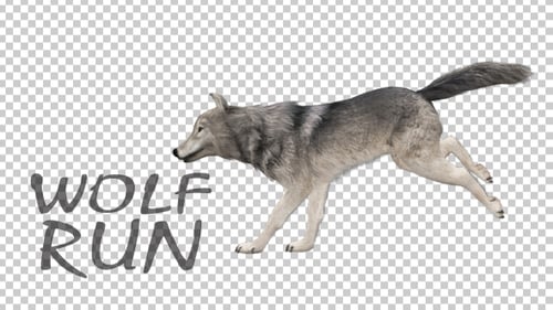 Realistic 3D Wolf Run Animation