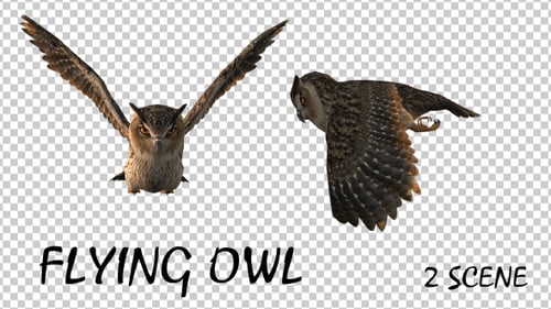 Owl Flying - 2 Scene
