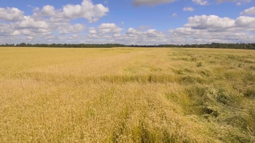 Aerial View of Golden Wheat field