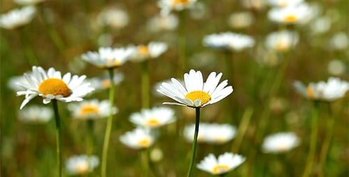 Blooming Daisies in a Field of Flowers