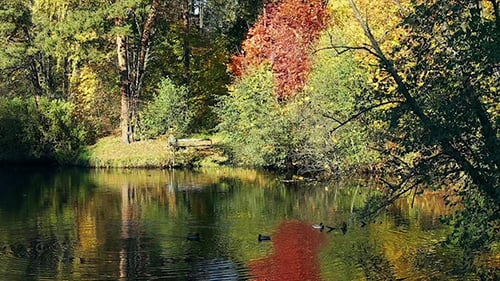 Ducks on Autumn Lake