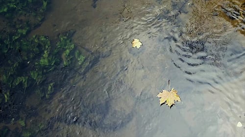 Leaves in the Creek