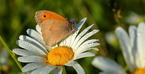 Schmetterling und Kamille
