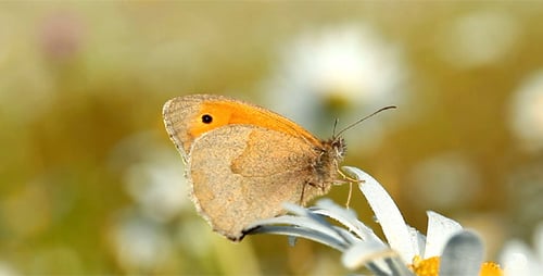 Schmetterling und Kamille