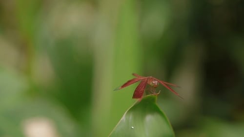 Dragonfly