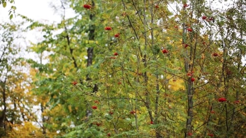 Herbstwald mit Vogelbeere und Vögel 5