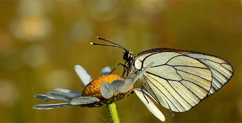 Schmetterling und Kamille