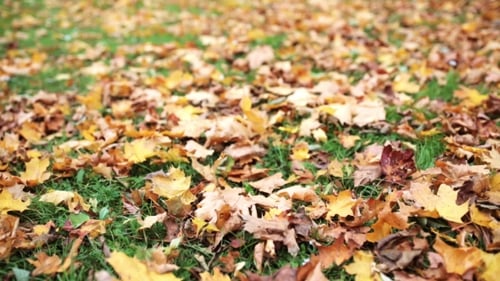 Gefallene Herbst-Ahornblätter auf Wiese