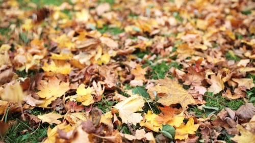 Gefallene Herbst-Ahornblätter auf Wiese
