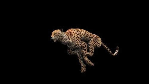 Cheetah Run