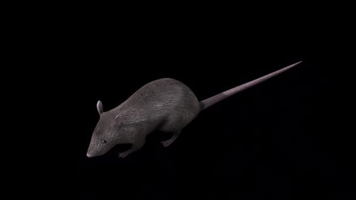 Brown Rat Eat Top Angle Front View