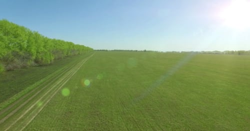 Aerial View. Low Flight Over Green And Yellow Wheat Rural Field.