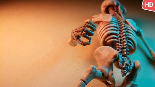 Human Skeleton 0182