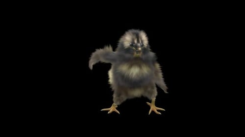 Cute Fluffy Chick Performs Happy Dance