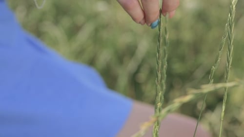 Woman's Hand Touching Grass Blades Outdoors