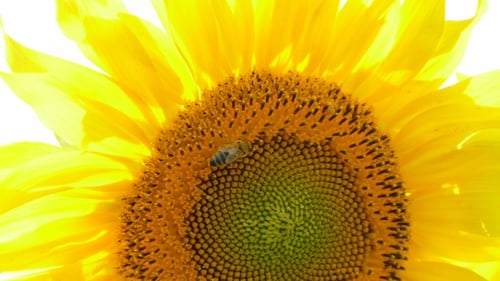 Bee on Vibrant Sunflower in Full Bloom